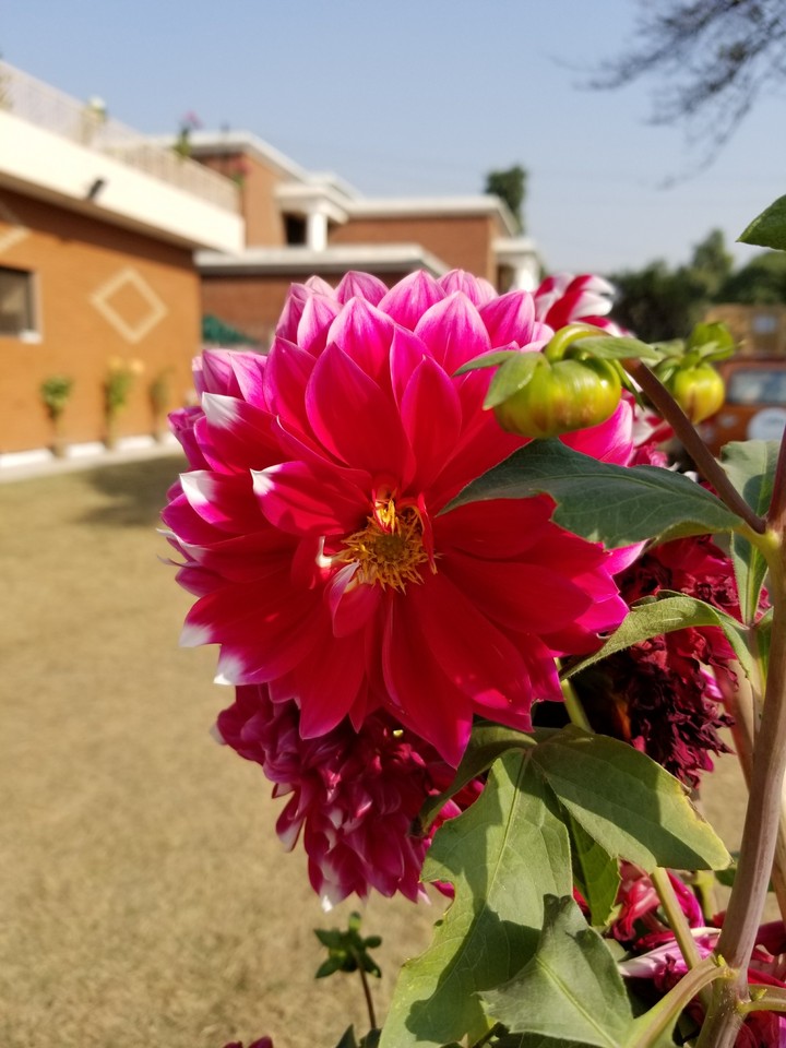 Flower