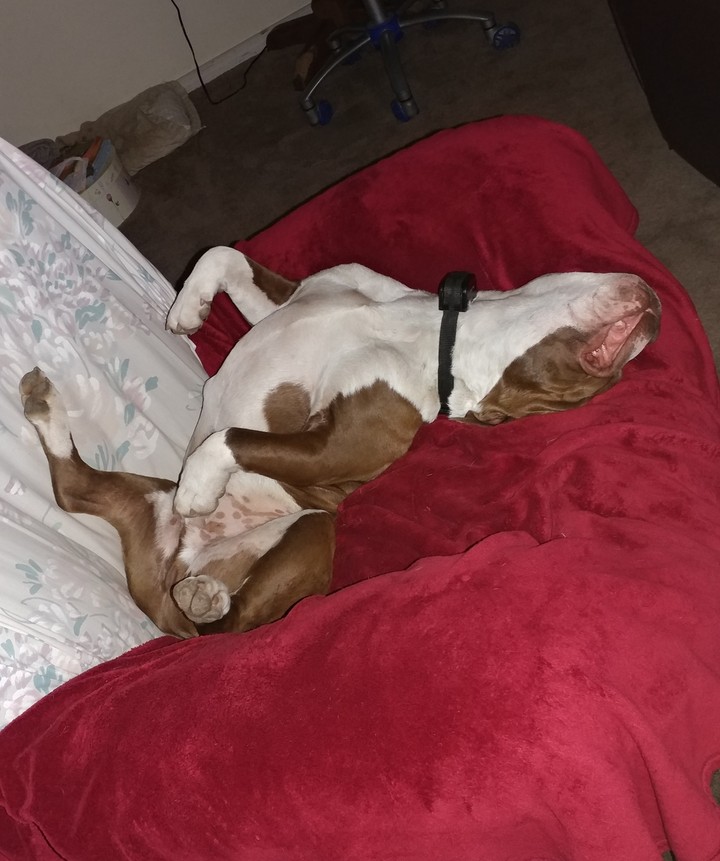 Bart gets comfortable! ?