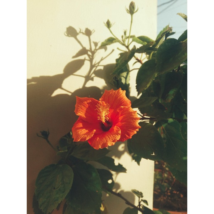 HIBISCUS