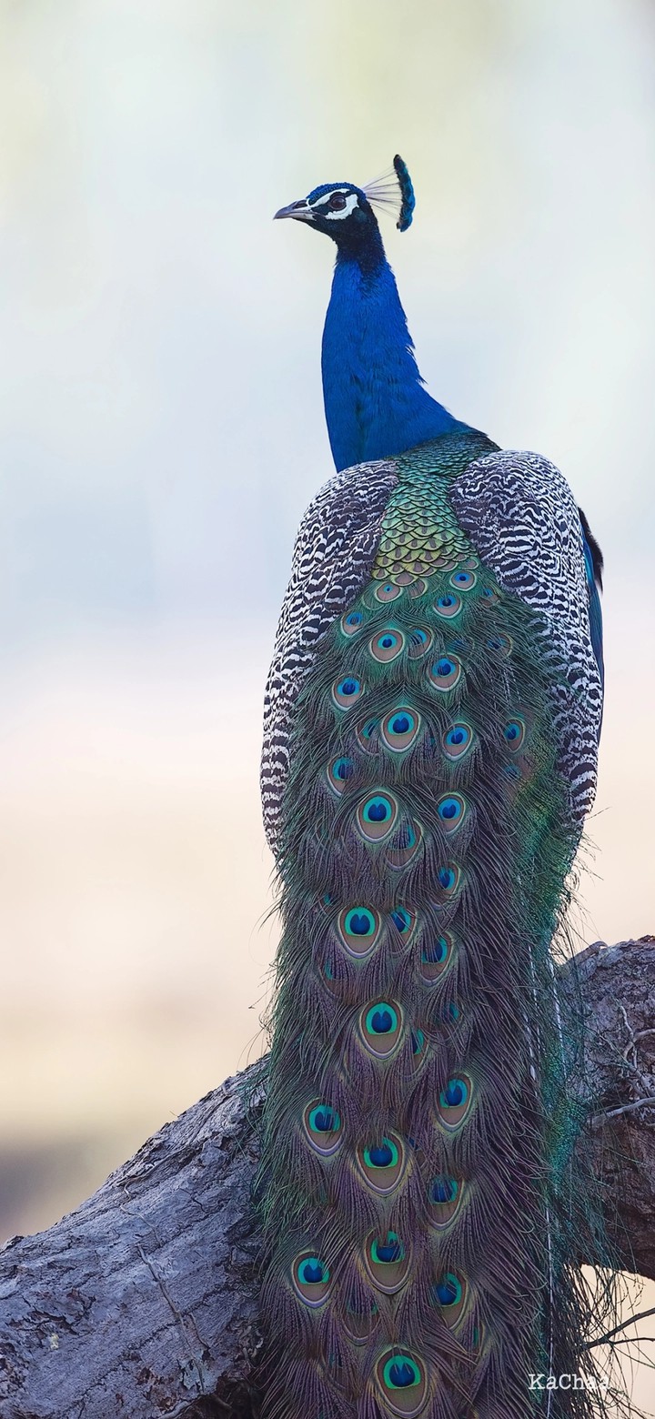 peacock