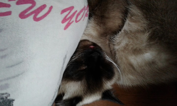 cat