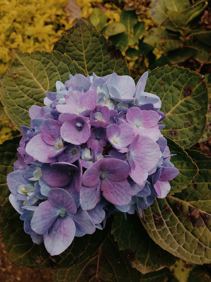 Flores del rio