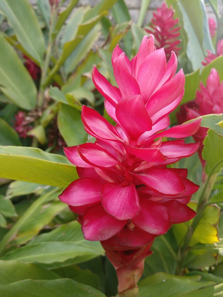 Glow Pink