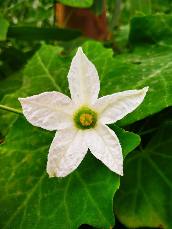 white flower