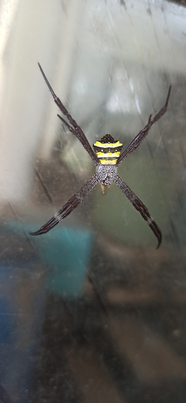spider