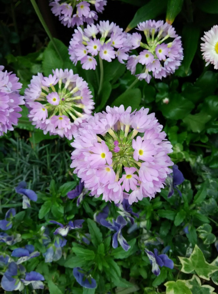 Purple flowers
