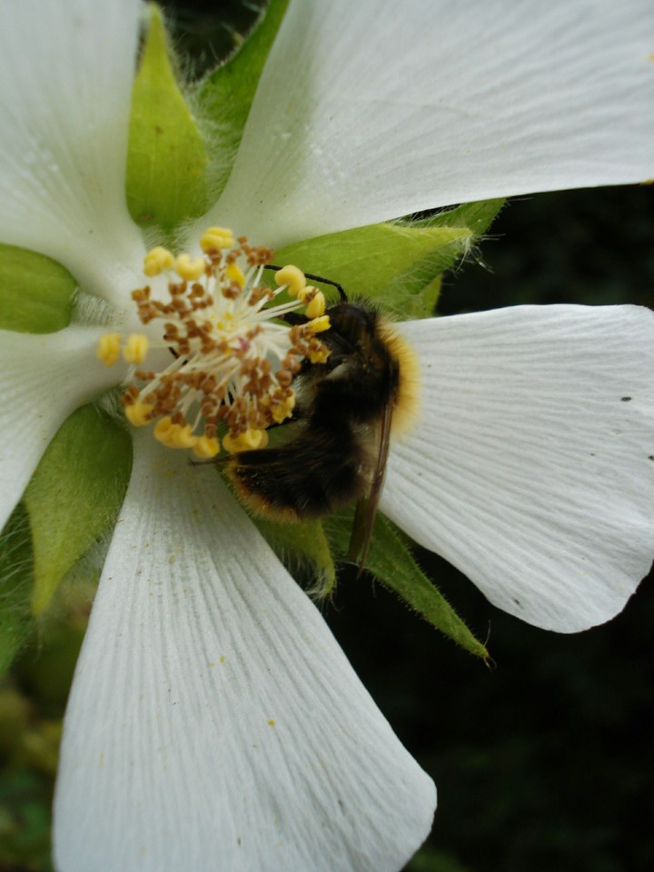 bumble bee flower