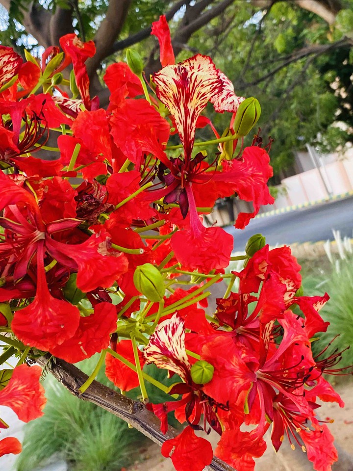 flowers