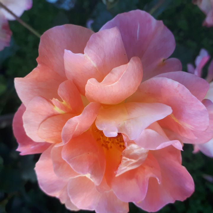 Rose saumon