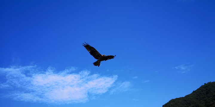 Eagle fly