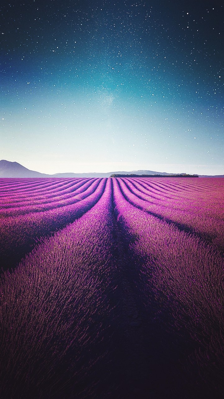 Precioso campo de lavanda en filas en una noche estrellada