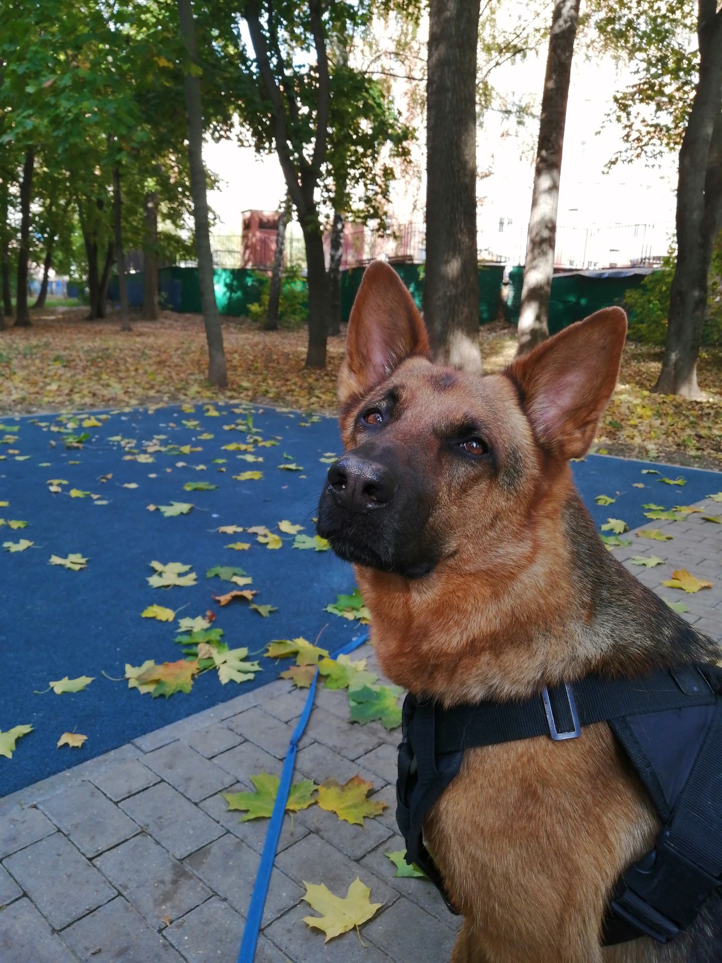 Leaf, Branch, Red