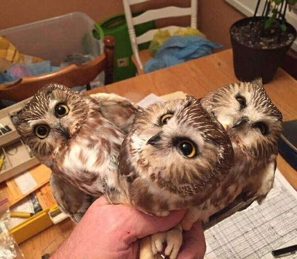 совки