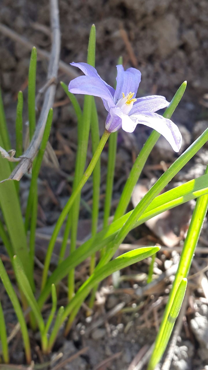 purple love