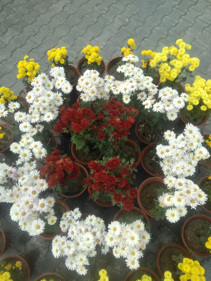 Flowers