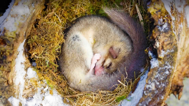 Edible dormouse