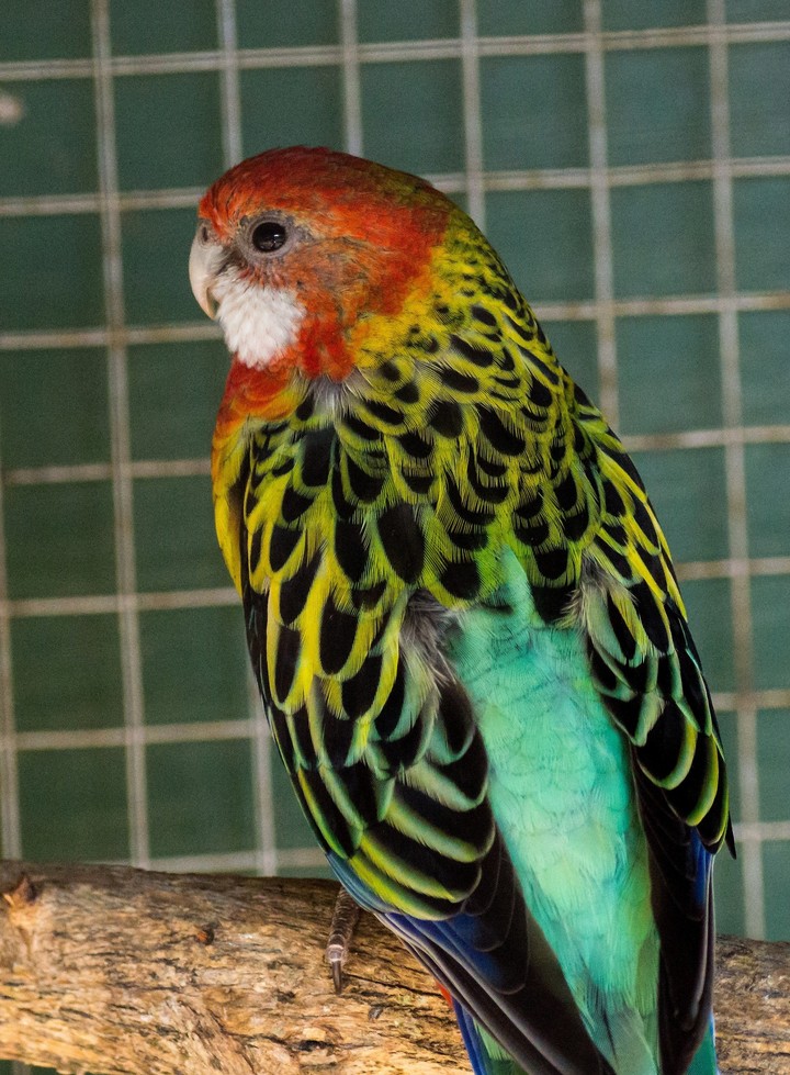 Golden Mantle Rosella.