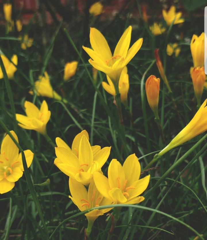 yellow
