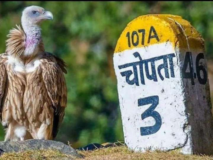 chopta ??