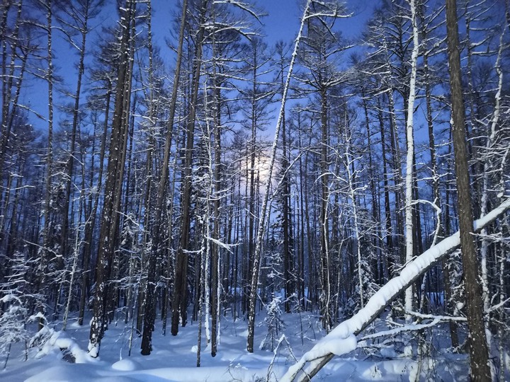 Зимний лес❄️❄️