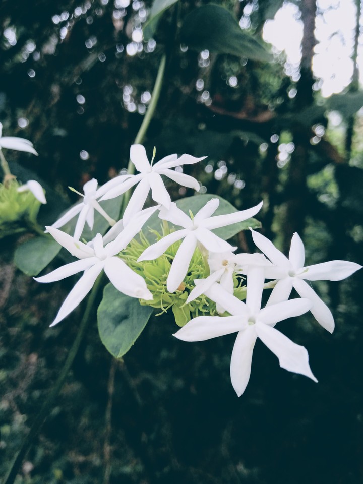 Flowers