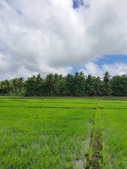 Paddy fields