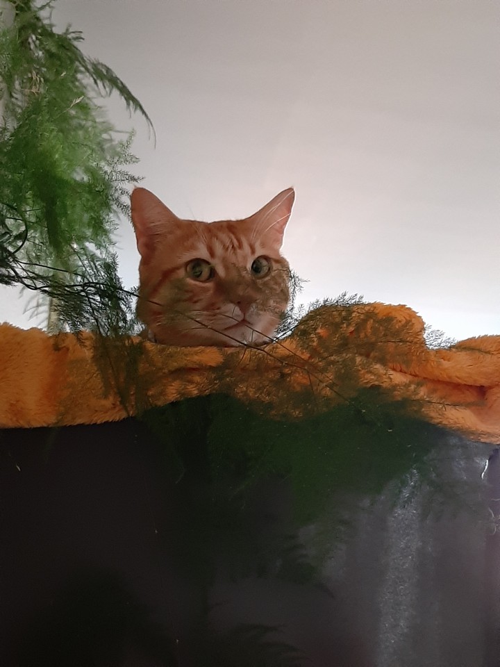 cats biutiful