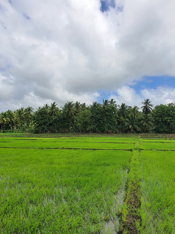 Paddy fields