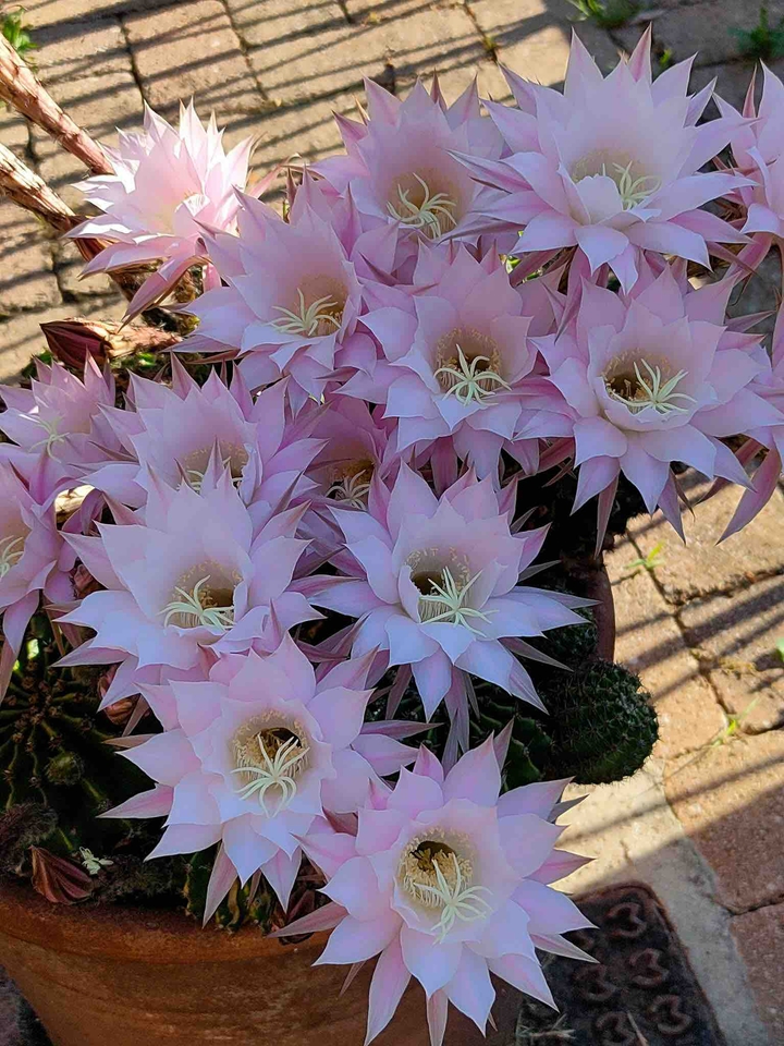 fiori ???