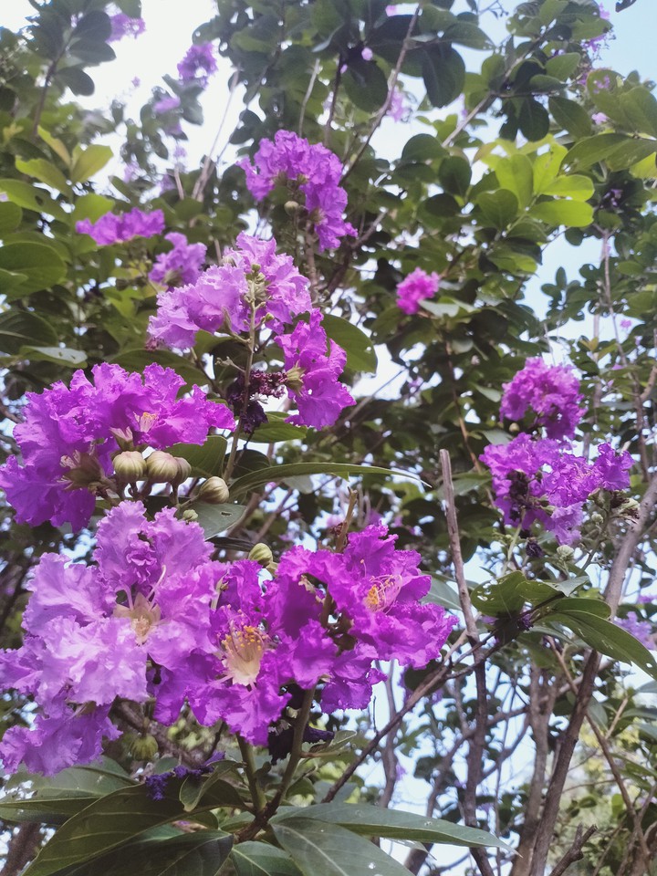 blossom..