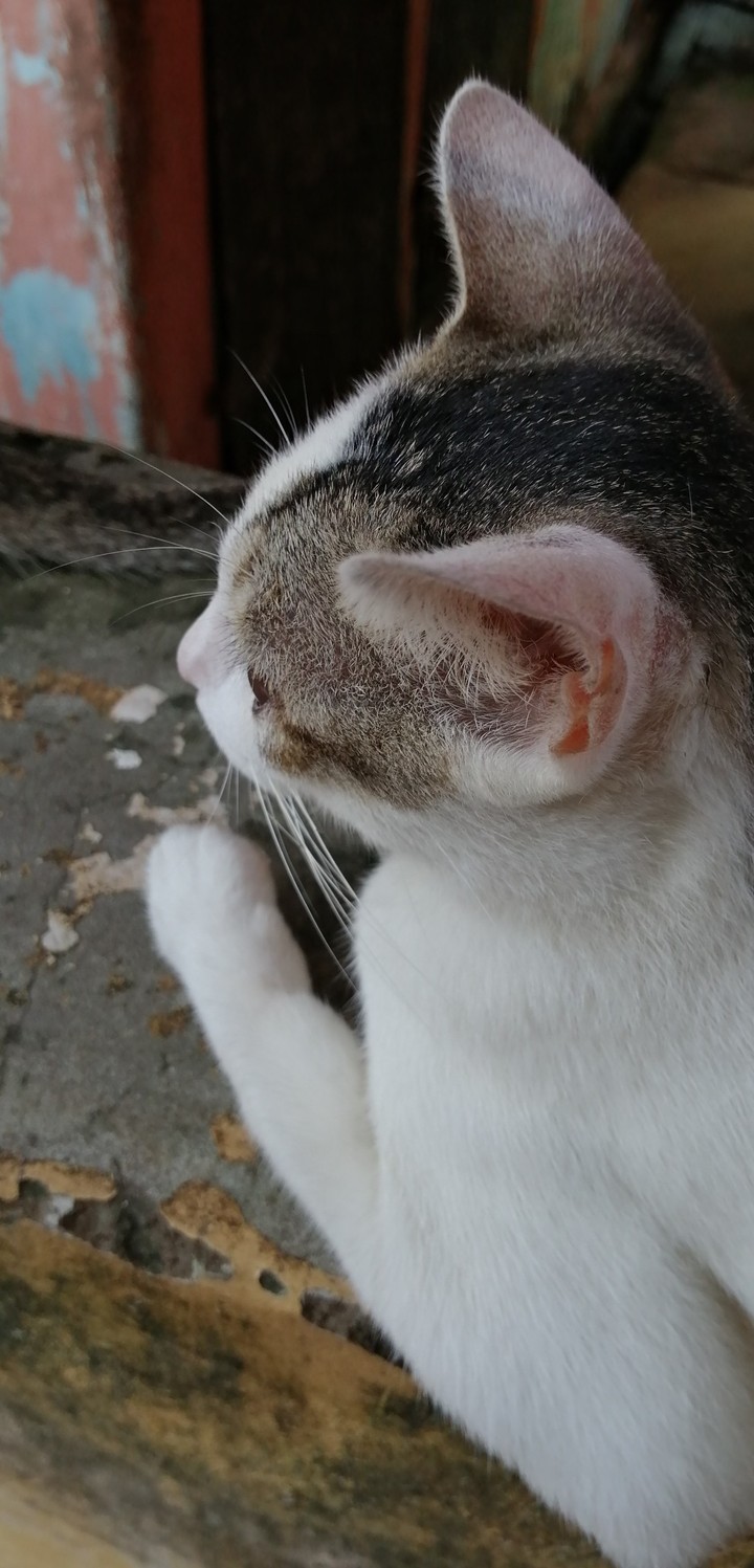 Kitten