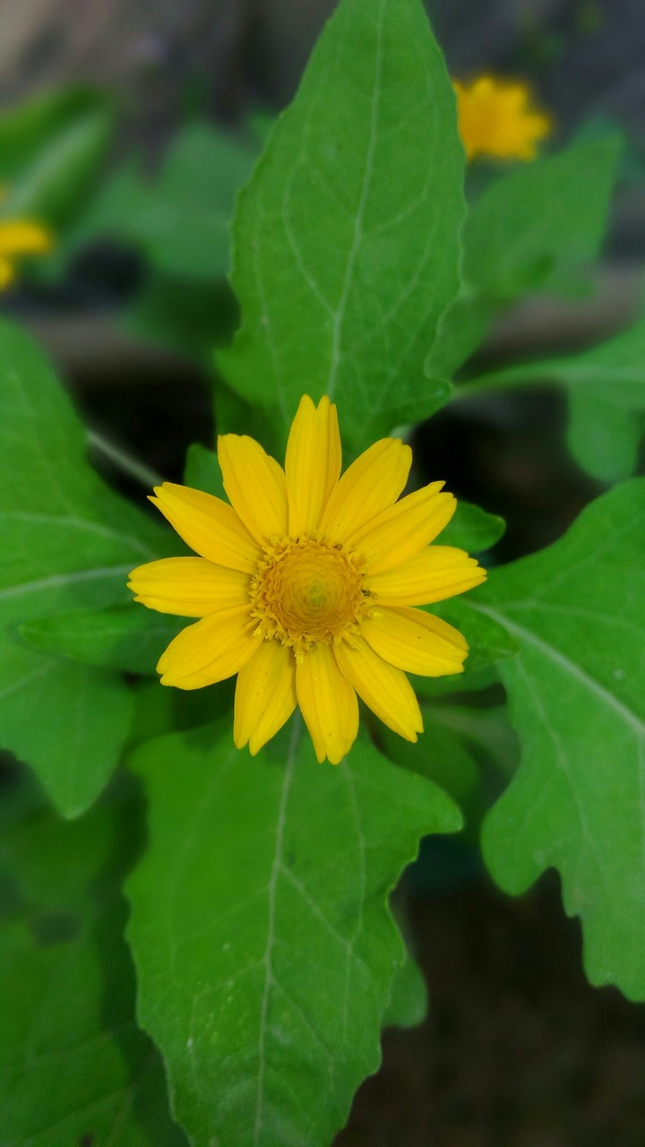 flower