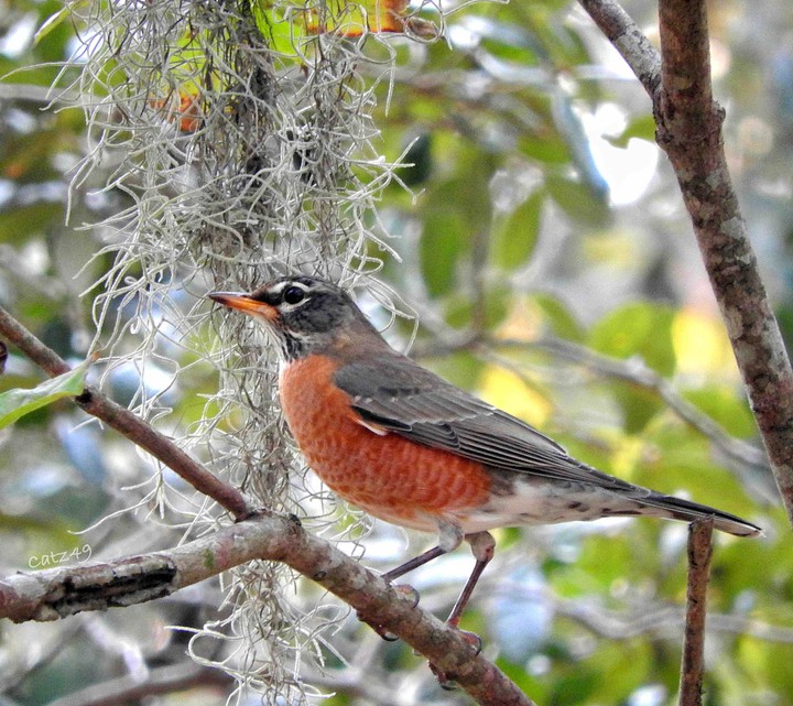 American Robin