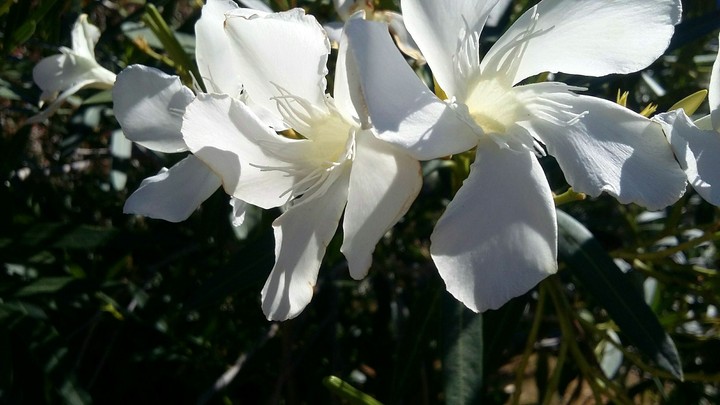 White flowers