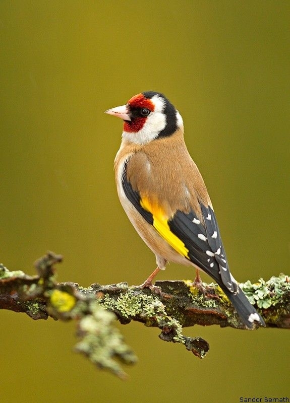 bird