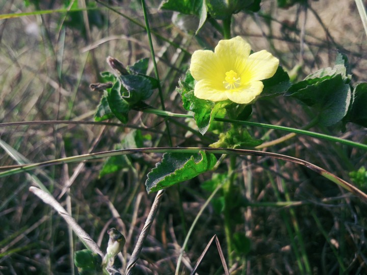 yellow flower