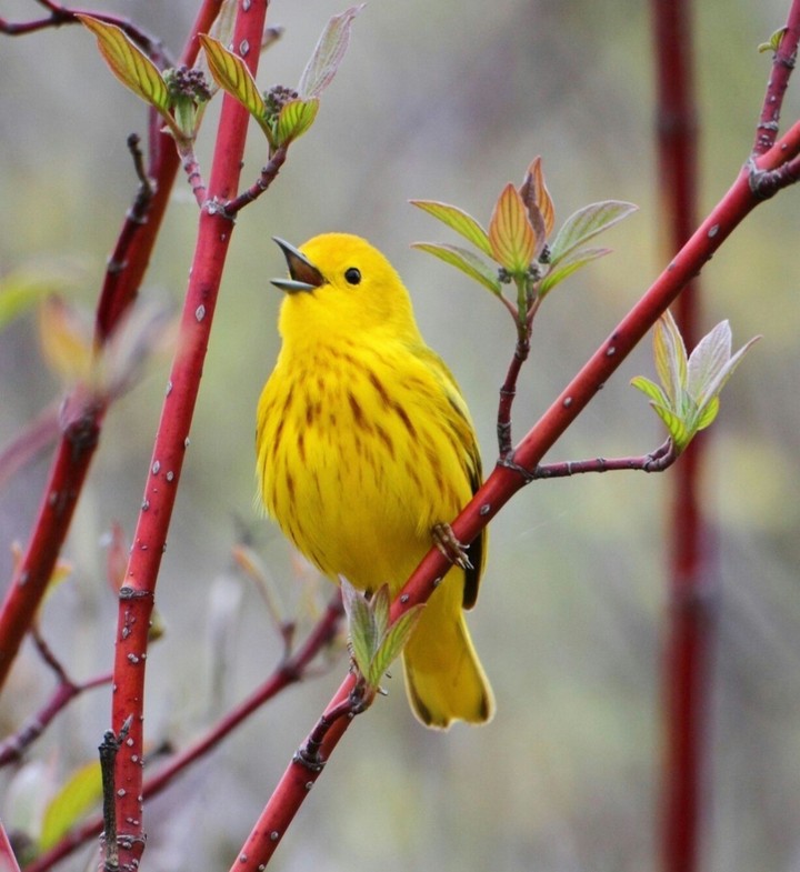 bird