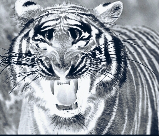 The tiger