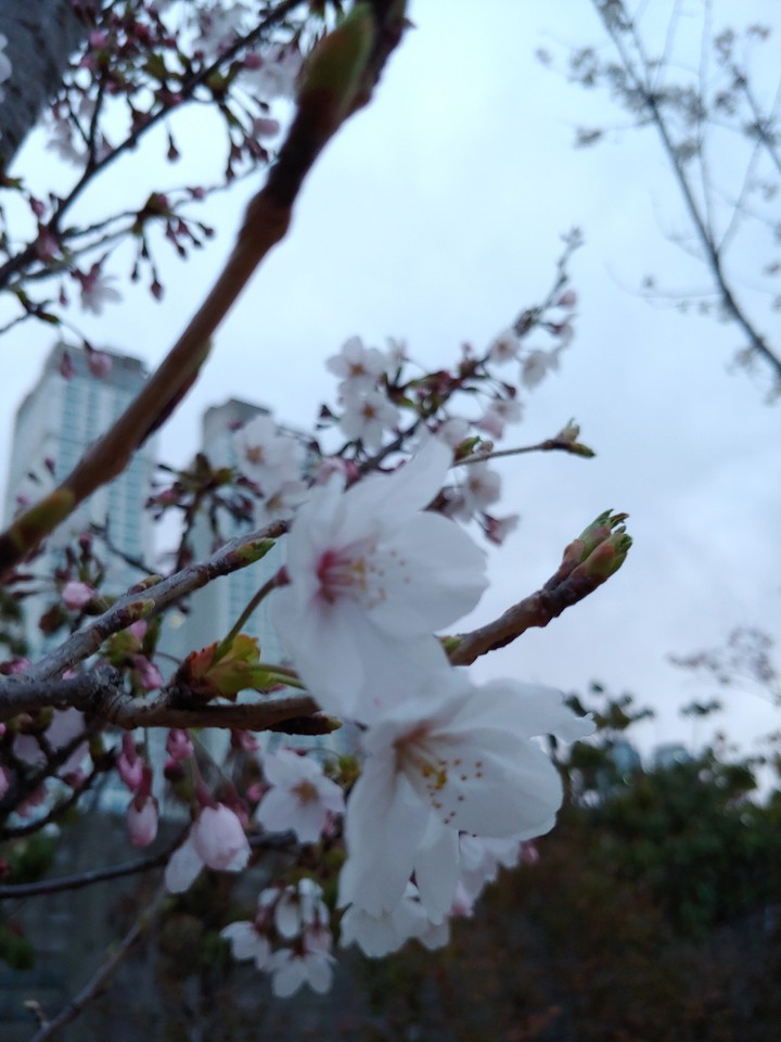 벚꽃 클로즈업1