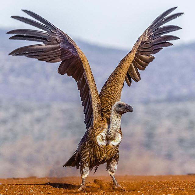 amazing vulture pics