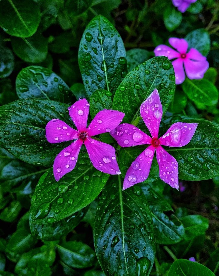 Droplets & Hot Pink