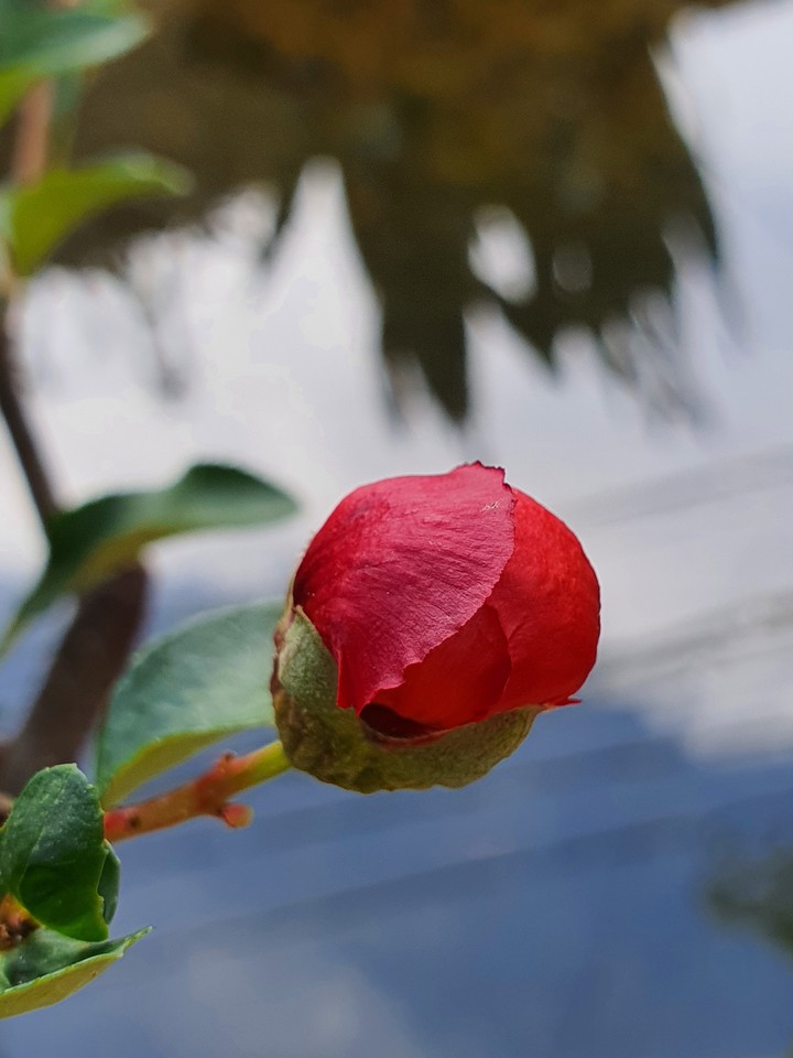 đào nhật tân