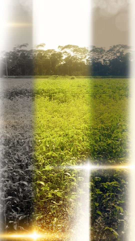 ༶•┈┈⛧┈♛Jute ✧༺♥༻✧field♛┈⛧┈┈•༶