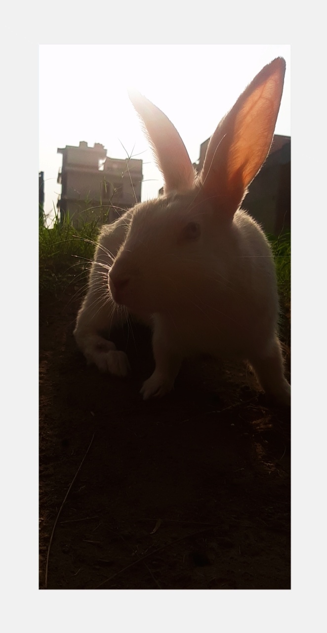 rabbit