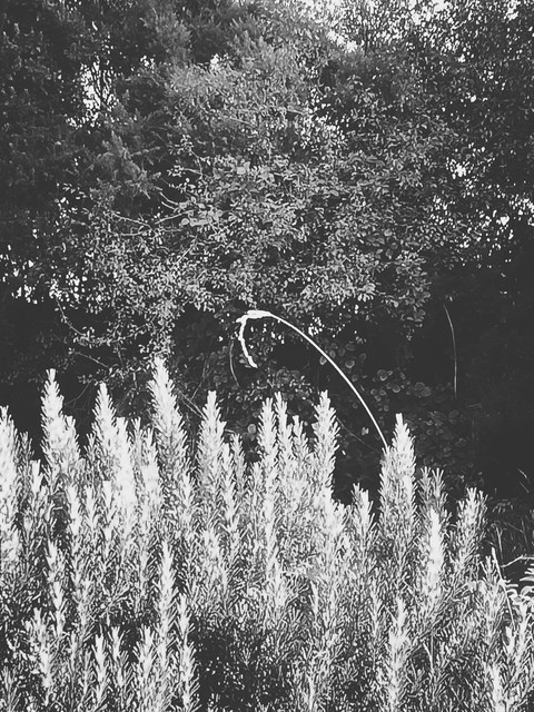 Rosemary