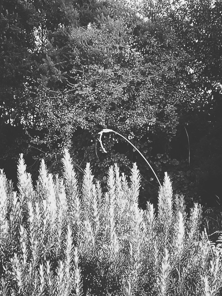Rosemary