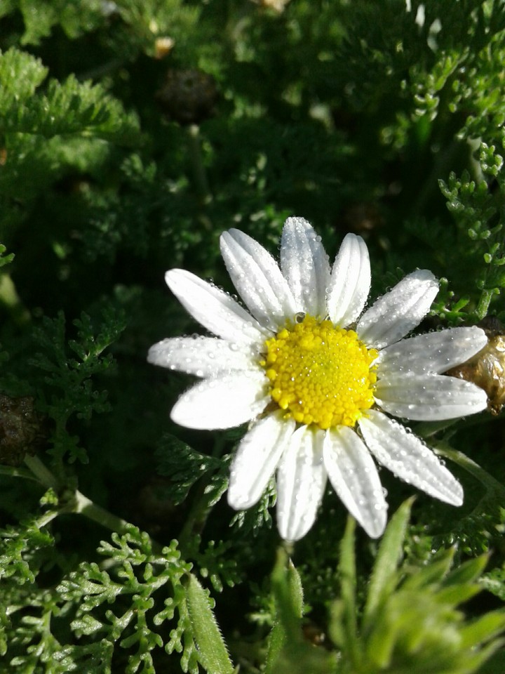 flower shot ?