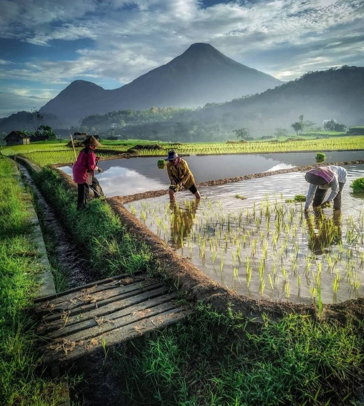 rice growing