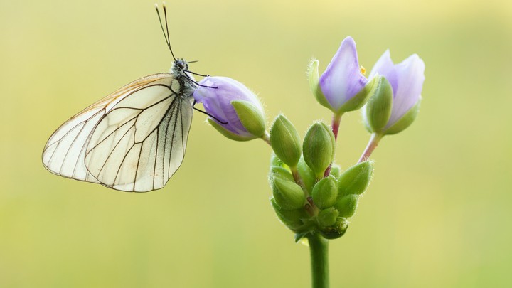 butterfly