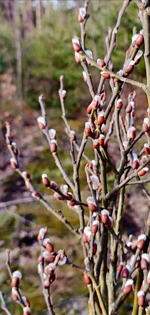 sfondi branch, tree